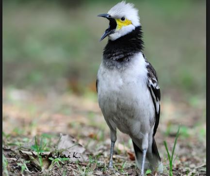 Burung Jalak Hongkong