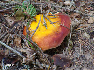 Russula aurea DSC124258