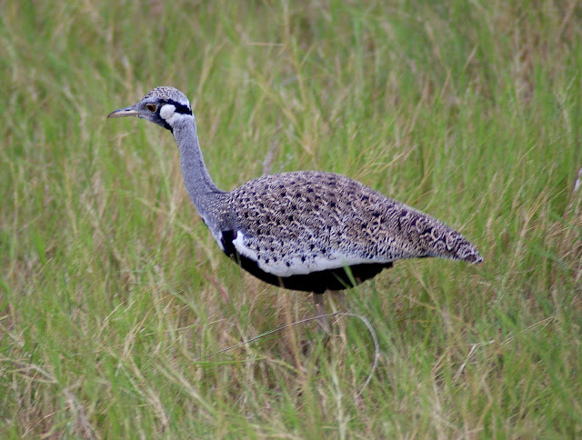 Lissotis hartlaubii