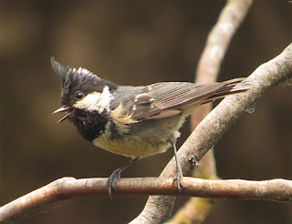 Coal Tit