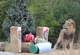 Funny animals of the week - 3 January 2014 (40 pics), lion at zoo gets presents