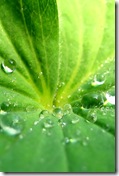 Nature iPhone Wallpaper 320x480 24 unique cool wallpapers