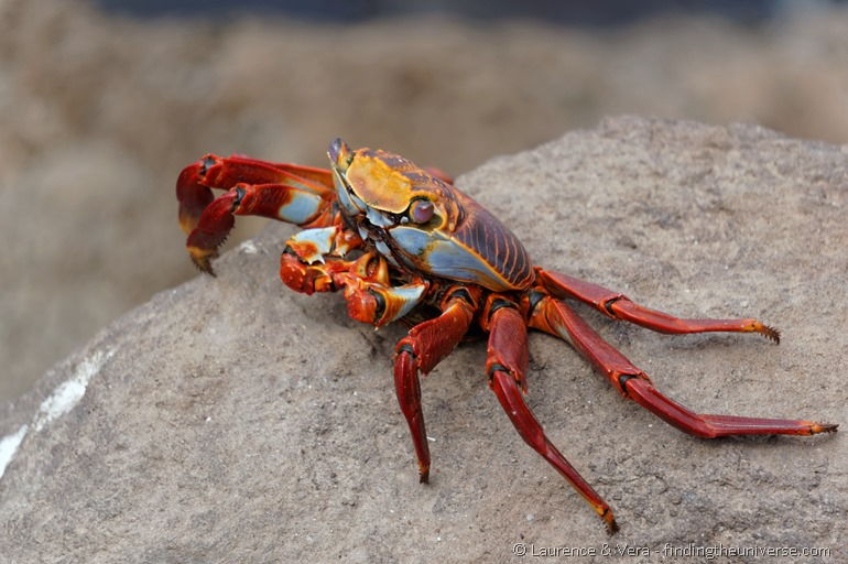 Sally Lightfoot Krabbe, Galapagos