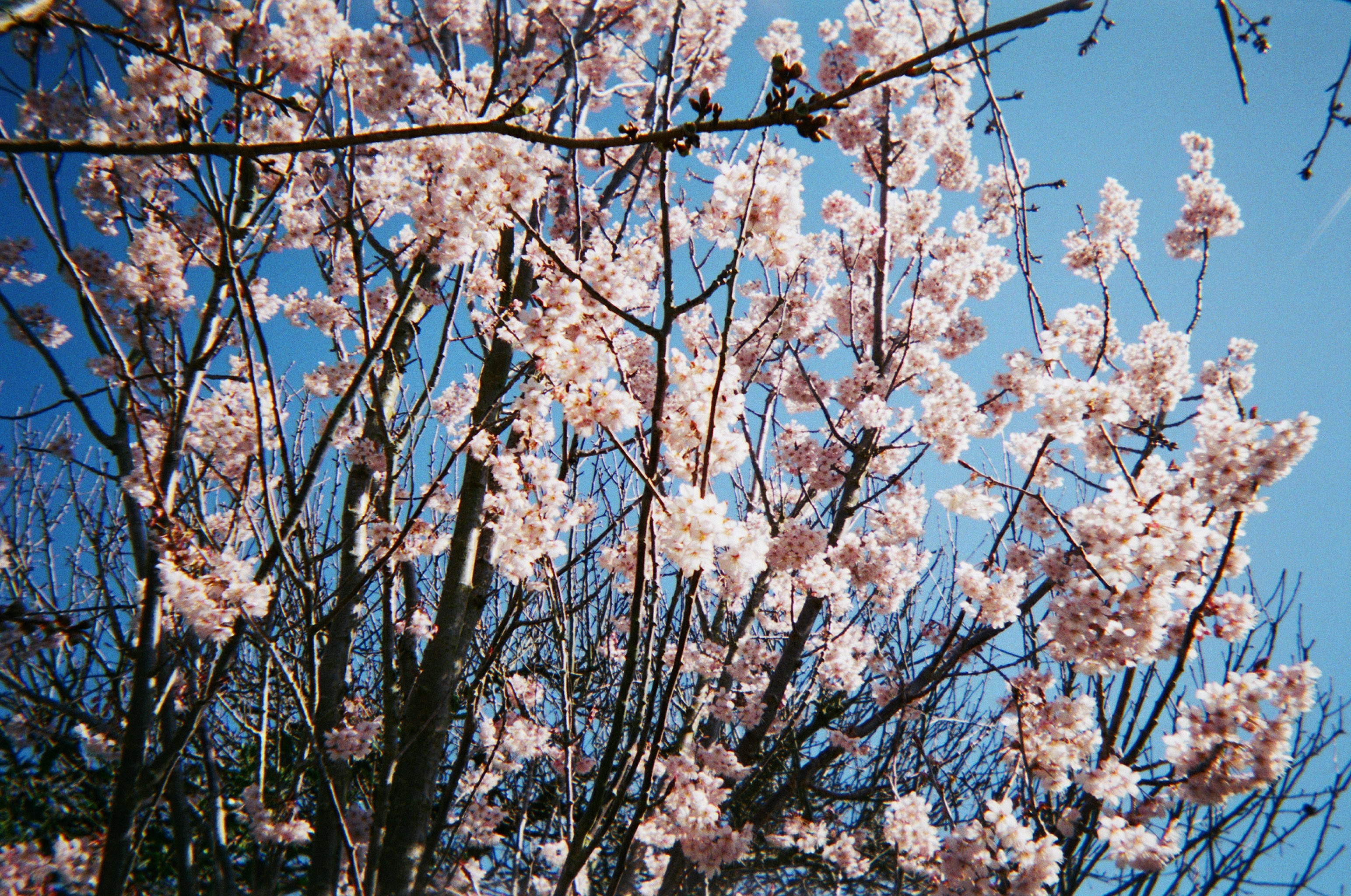 Film photo of cherry blossoms against a blue sky