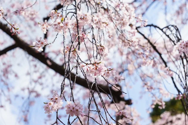 小石川後楽園の馬場桜（枝垂れ桜）