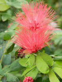 Calliandra haematocephala Powderpuff flower  at the Allan Gardens Conservatory by garden muses-not another Toronto gardening blog