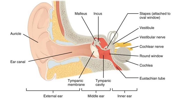 Sistem Pendengaran (Auditori)