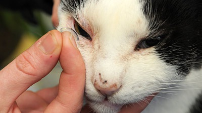  Ini Kucing Pertama yang Memakai Lensa Kontak