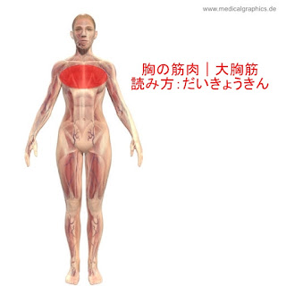 女性の大胸筋ダンベル筋トレ 上部と内側をメインに鍛えるメニュー種目の解説 公式 公益社団法人 日本パワーリフティング協会