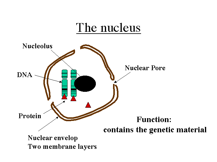 BIOTEK: CORE A - CELL STRUCTURE