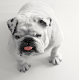 cute bulldog puppies and dogs pictures