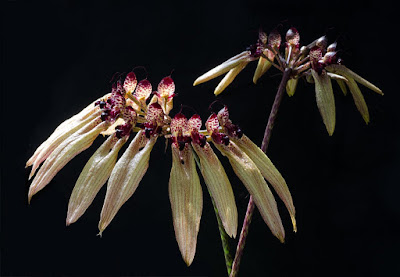 Bulbophyllum picturatum care and culture