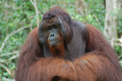 Natural Charm Tanjung Puting National Park