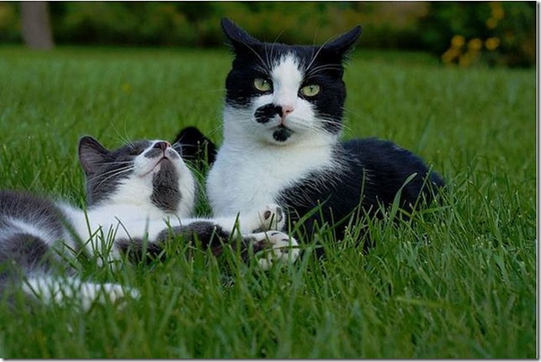 Gatinho que nasceu sem os olhos (4)