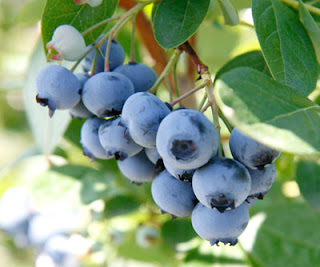 blueberries