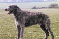 Wolfhound Irlandés