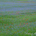 Virágzó mezők a Balaton-felvidékről