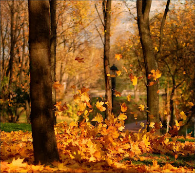 caida de la hoja Fotografias de otoño