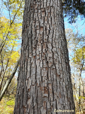 Липа амурская (Tilia amurensis)