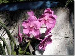 Plantas 064