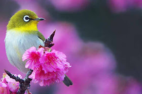 Mejiro in cherry blossoms, birds, flowers, sakura, Japanese White Eye