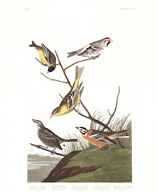 Townsend's Bunting (pictured bottom left). Plate 400. Illustration: John James Audubon.