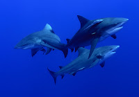 Bull Shark Photo Gallery