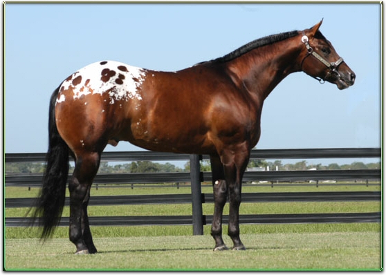 appaloosa horse club. The Appaloosa Horse Club