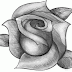 6 langkah menggambar sketsa bunga mawar