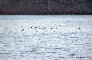 Hooded Mergansers, 12/02/10 Fisk Pond