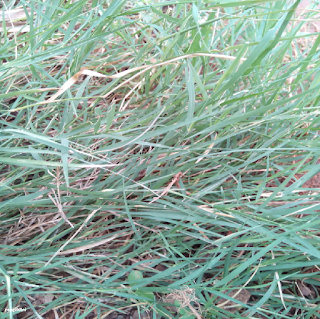 CYNODON DACTYLON LEAVES அருகம்புல் இலைகள்