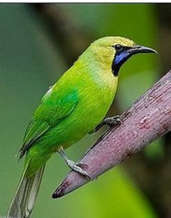 Foto Burung Cucak Hijau Jantan Suara Merdu Gacor untuk Lomba 