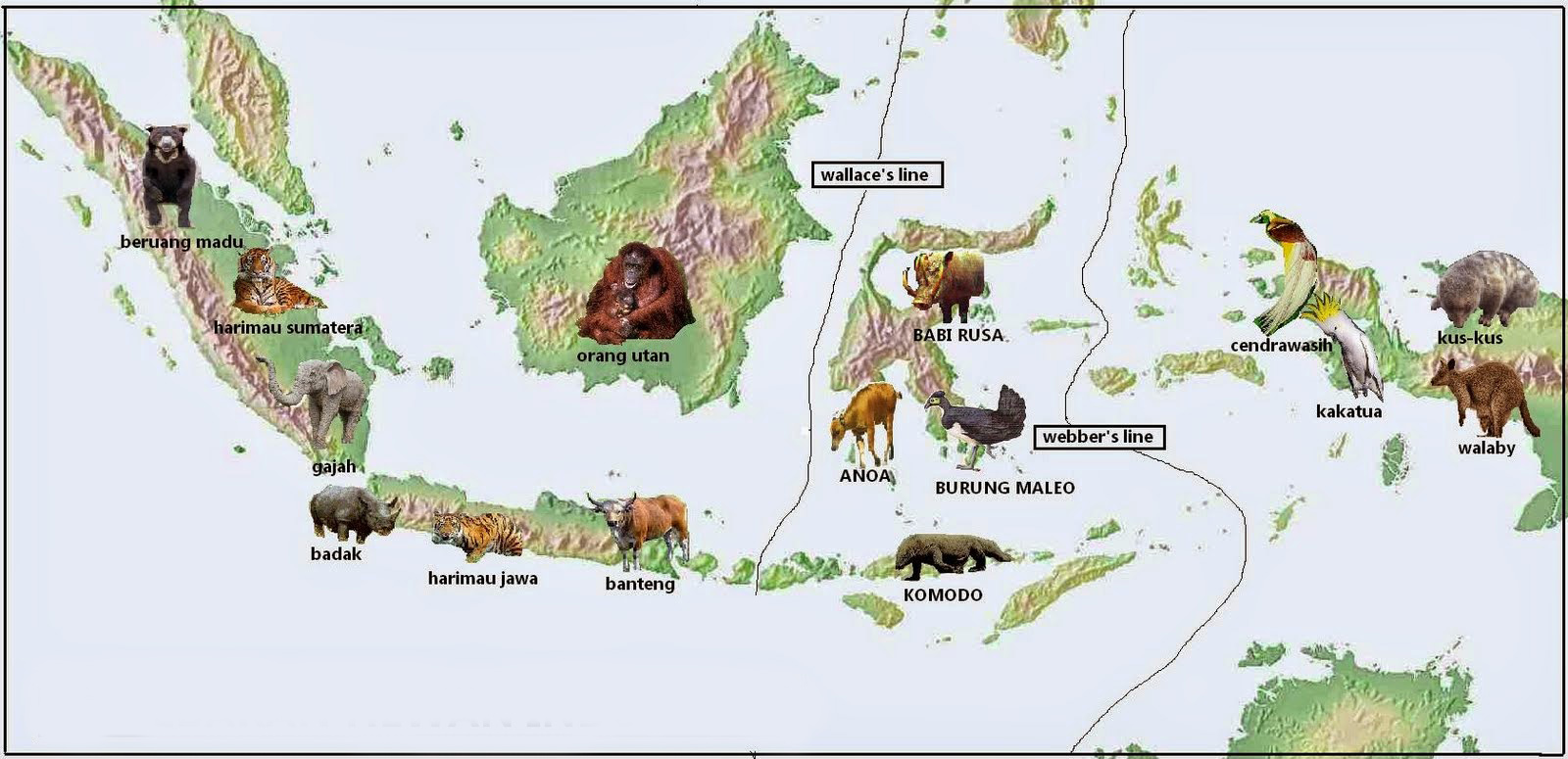 Tiga Tipe Fauna di Indonesia Barat Tengah dan Timur 