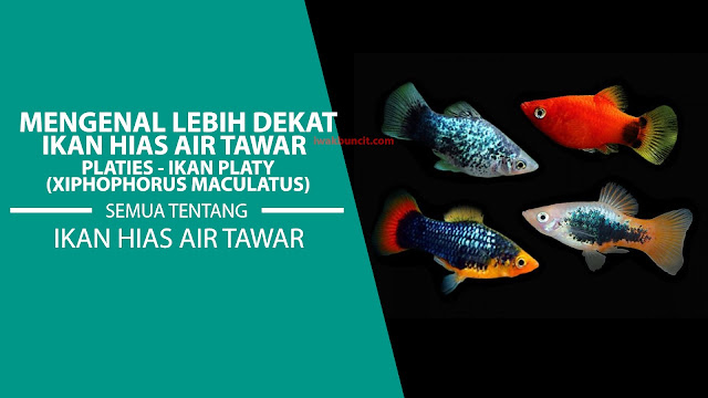 Mengenal Lebih Dekat Ikan Platy (Xiphophorus maculatus): Beragam Warna, Karakter Unik: Profil Ikan Platies