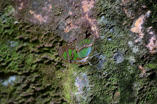 Butterfly on Rock