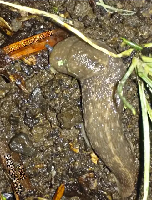 6/6 Full body of banana slug spread out all juicy and fat in a pile of dirt on balcony and Eugene Oregon