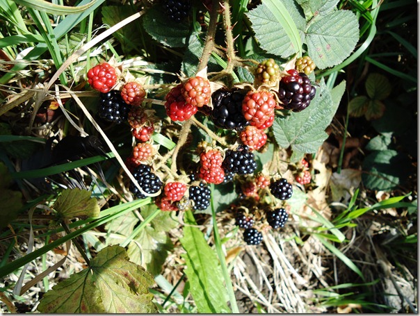 Blackberries ripening in the sun