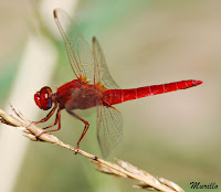 Libelula roja (Crocothemis erythraea)