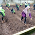 Program P5 Gaya Hidup Berkelanjutan dengan Aktivitas Pertanian di Kebun Sekolah di SMP Negeri 2 Ponjong