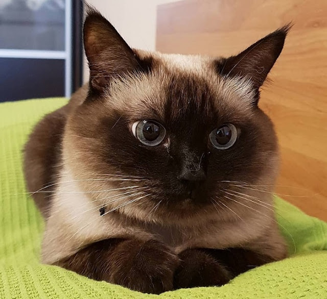 Siamese cat