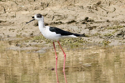"A Black-winged Stilt (Himantopus himantopus) stands at the water's edge. This bird stands gracefully in its native environment, with its long, thin legs and unique black wings."