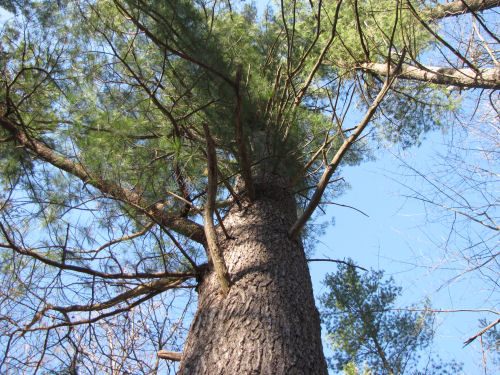 large white pine