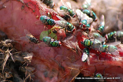 Resultado de imagen de mosca de la carne