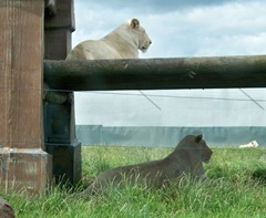 White lions - two females