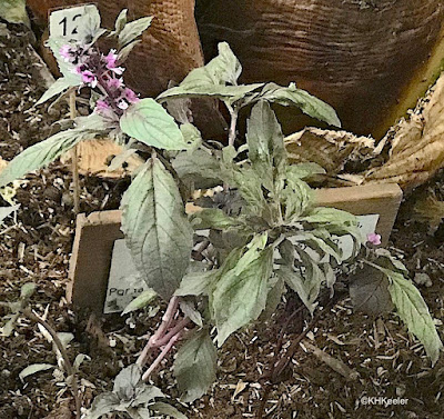 basil plant with flowers