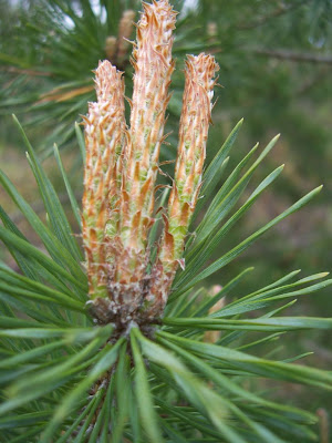 Fleurs de pin (Arbre à feuilles persistantes de l'ordre des conifères)