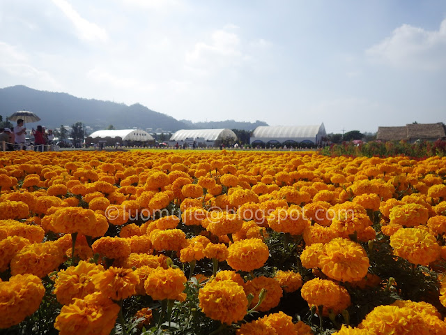 Xinshe Sea of Flowers