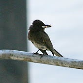 Phoebe parent birds