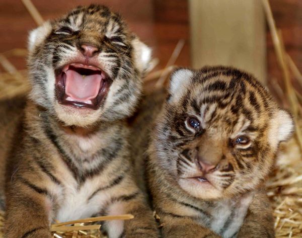 male Amur tiger cub is introduced to 