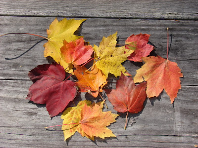 stages of the maple leaf